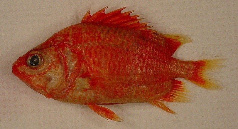 Spinycheek soldierfish (Corniger spinosus)