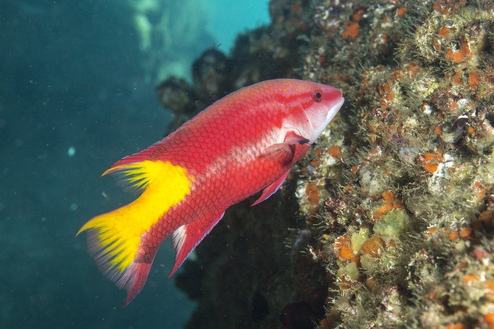 Vieja lomonegro (Bodianus pulchellus)