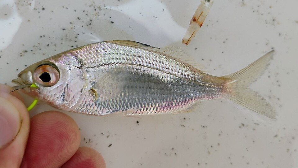 Spotfin mojarra (Eucinostomus argenteus)