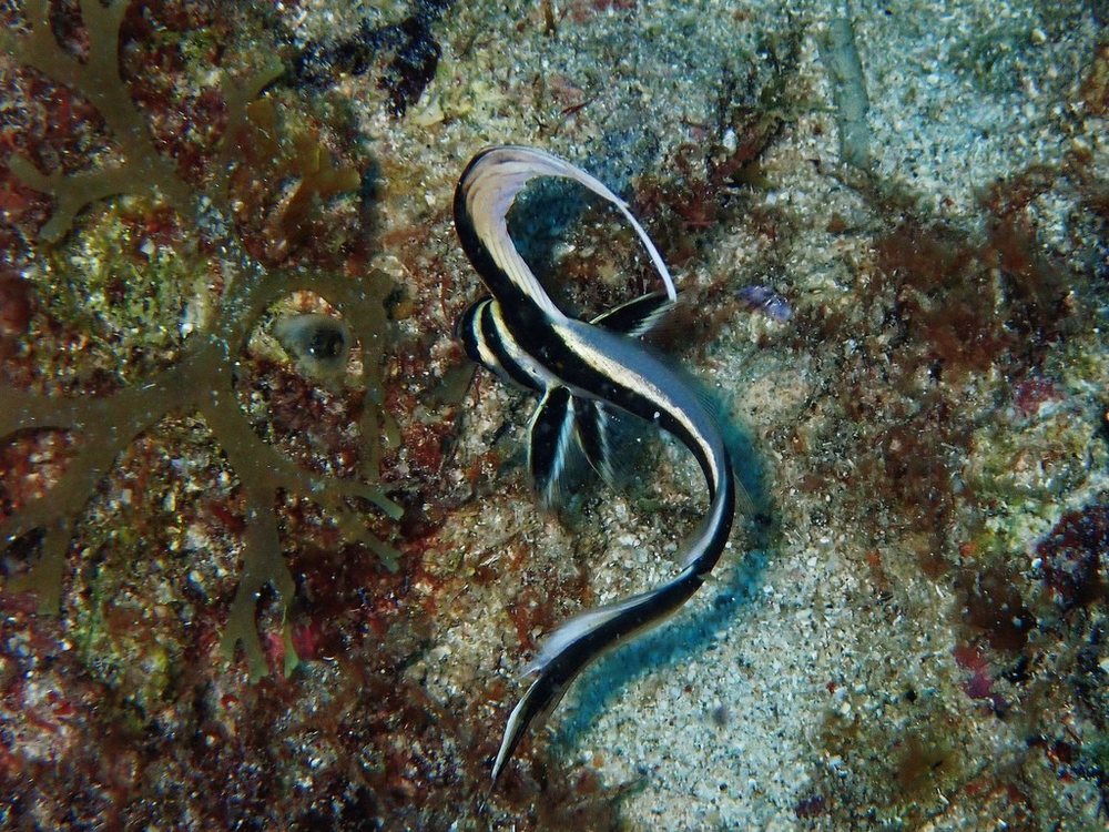 Spotted drum (Equetus punctatus)