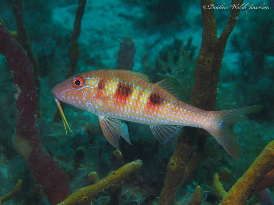 Spotted goatfish (Pseudupeneus maculatus)