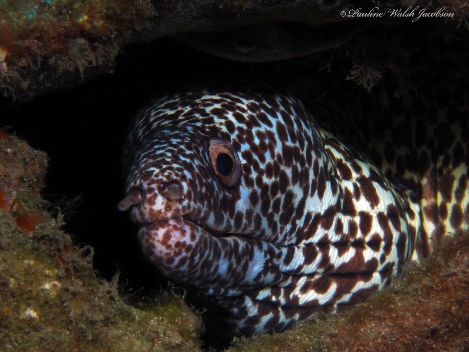 Spotted moray (Gymnothorax moringa)