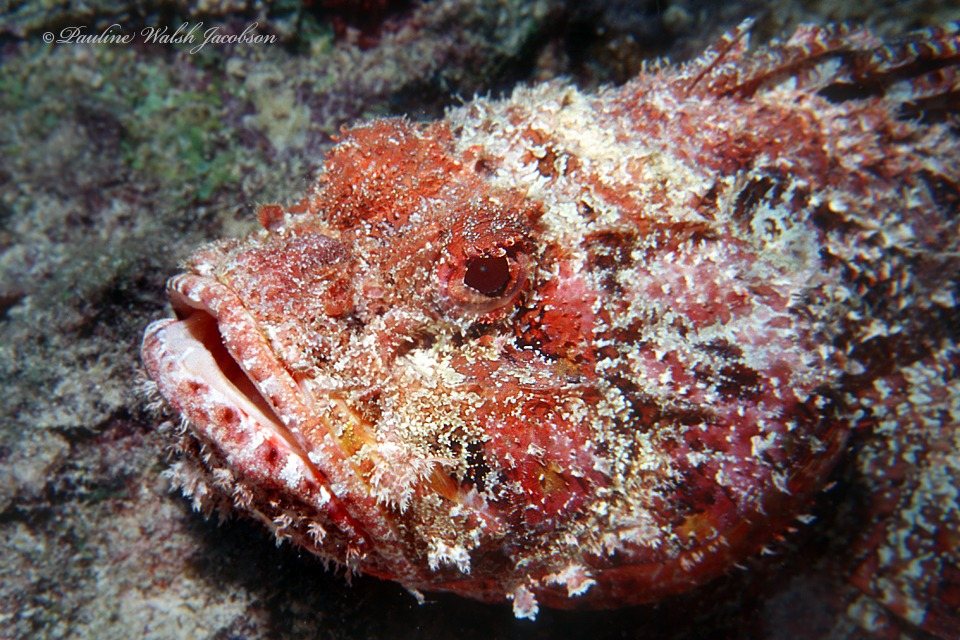Spotted scorpionfish (Scorpaena plumieri)