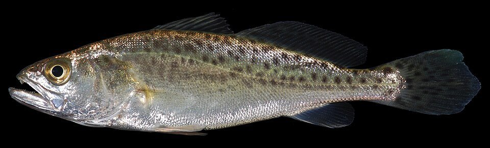 Spotted seatrout (Cynoscion nebulosus)