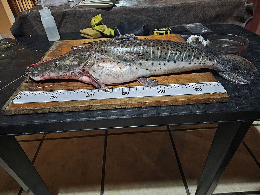 Spotted sorubim (surubí, pintado) (Pseudoplatystoma corruscans)