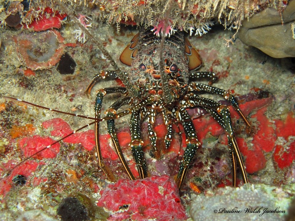 Langosta moteada (Panulirus guttatus)