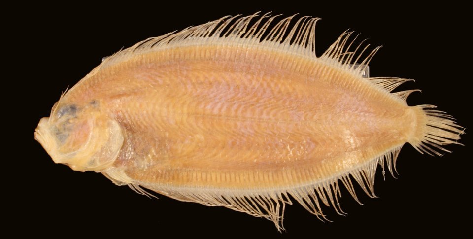 Monolene megalepis (Monolene megalepis)