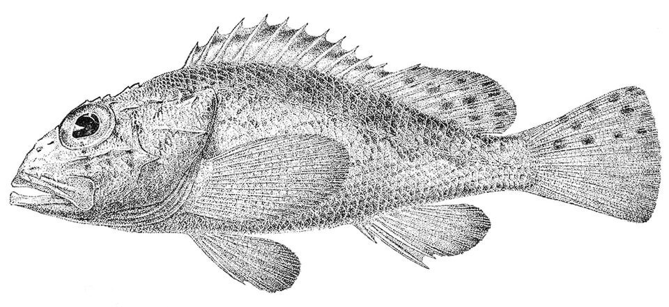 Neomerinthe beanorum (Neomerinthe beanorum)