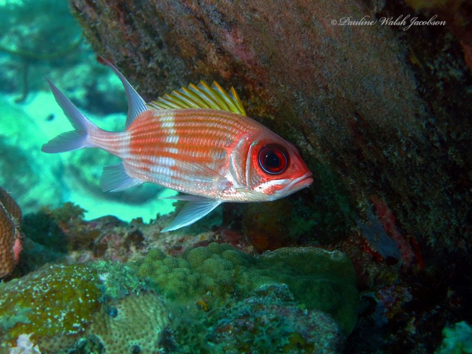 Candil gallito (Holocentrus adscensionis)