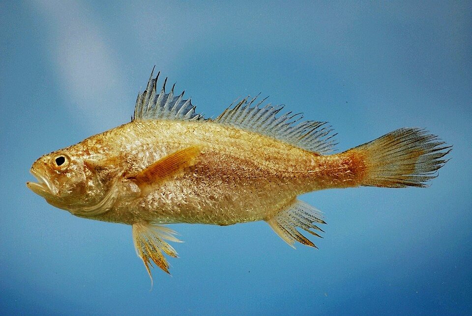 Stardrum (Stellifer stellifer)