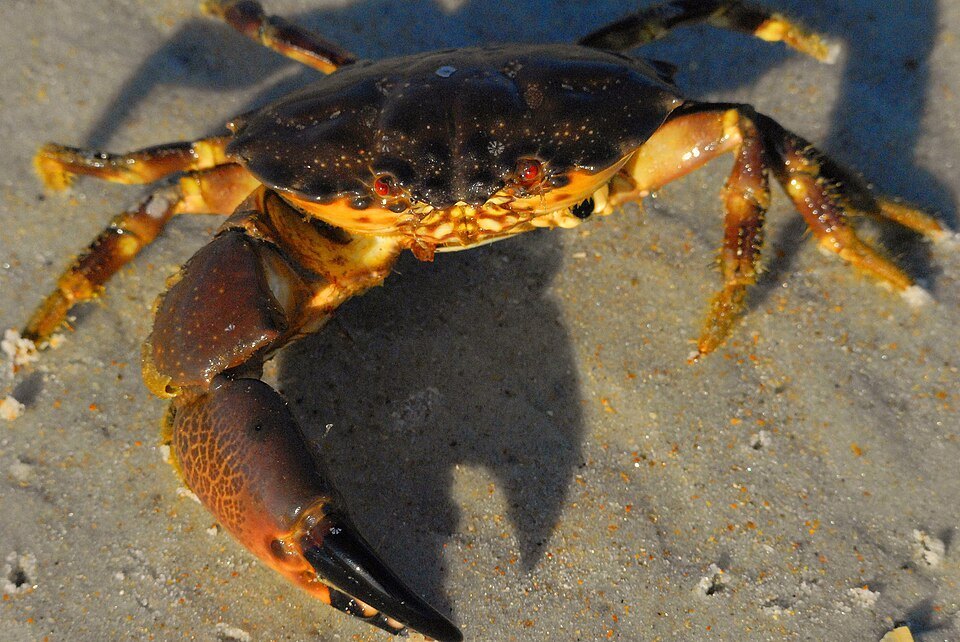 Cangrejo moro (Menippe mercenaria)