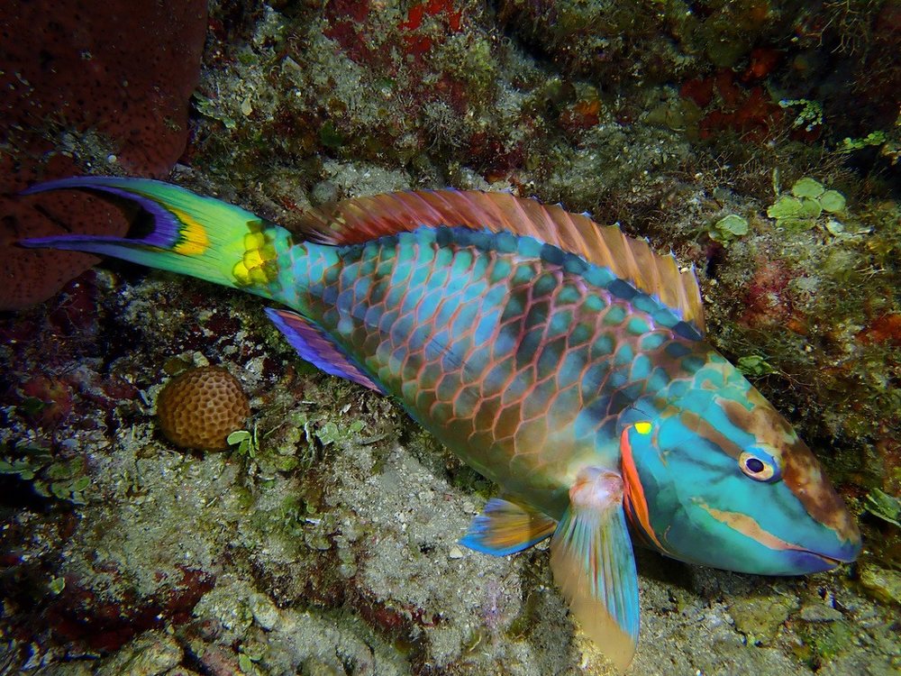 Loro viejo (Sparisoma viride)