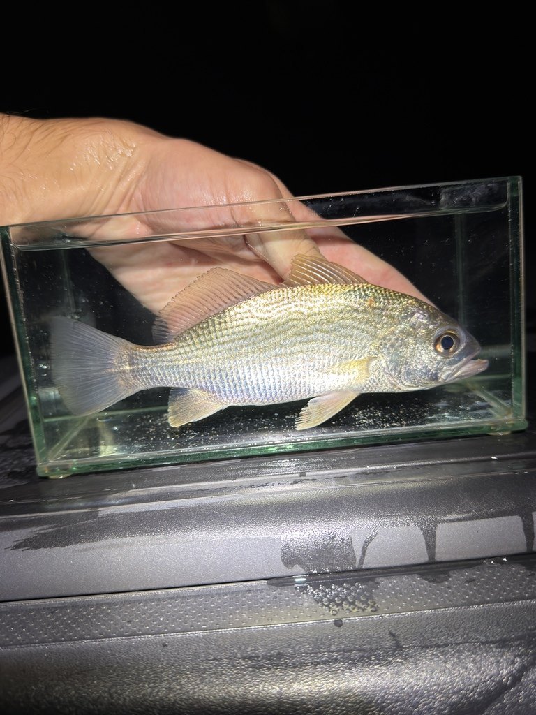 Striped croaker (Corvula sanctaeluciae)