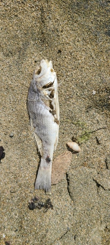Striped drum (Umbrina broussonnetii)