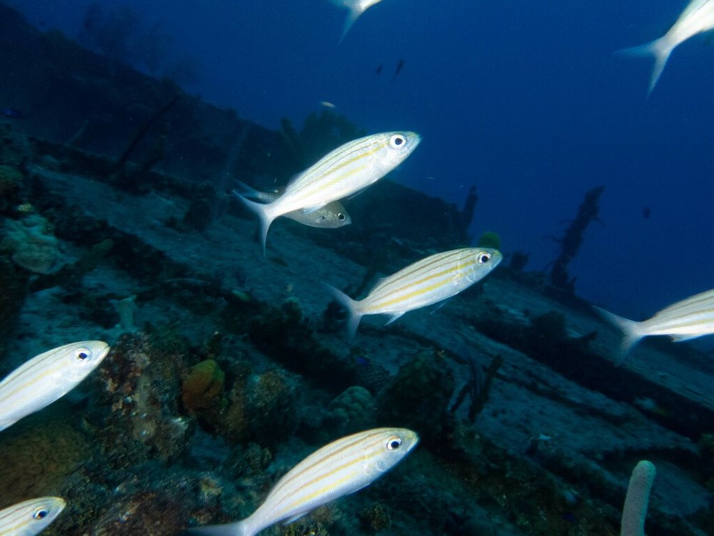 Striped grunt (Haemulon striatum)