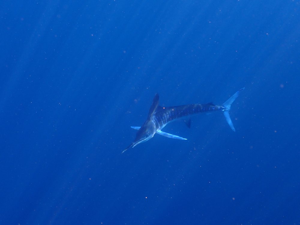 Striped marlin (Kajikia audax)