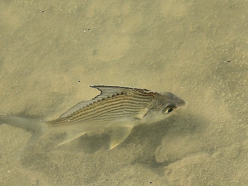 Striped mojarra (Eugerres plumieri)