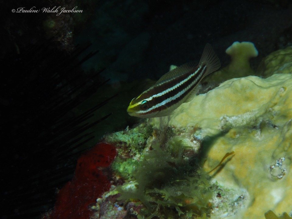 Scarus iseri (Scarus iseri)