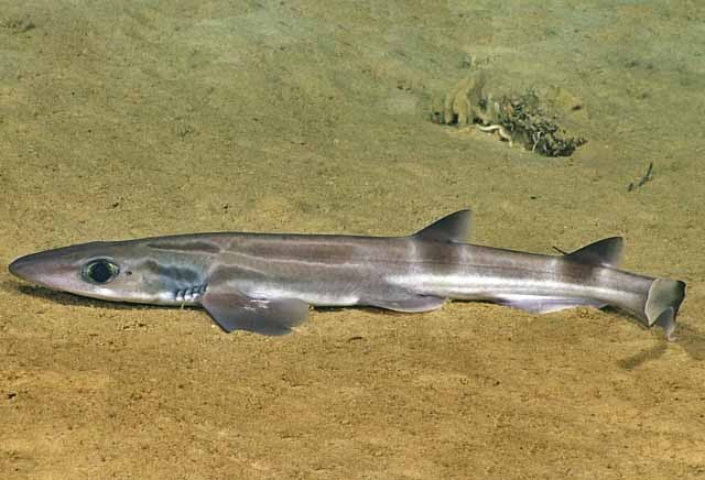 Galeus springeri (Galeus springeri)