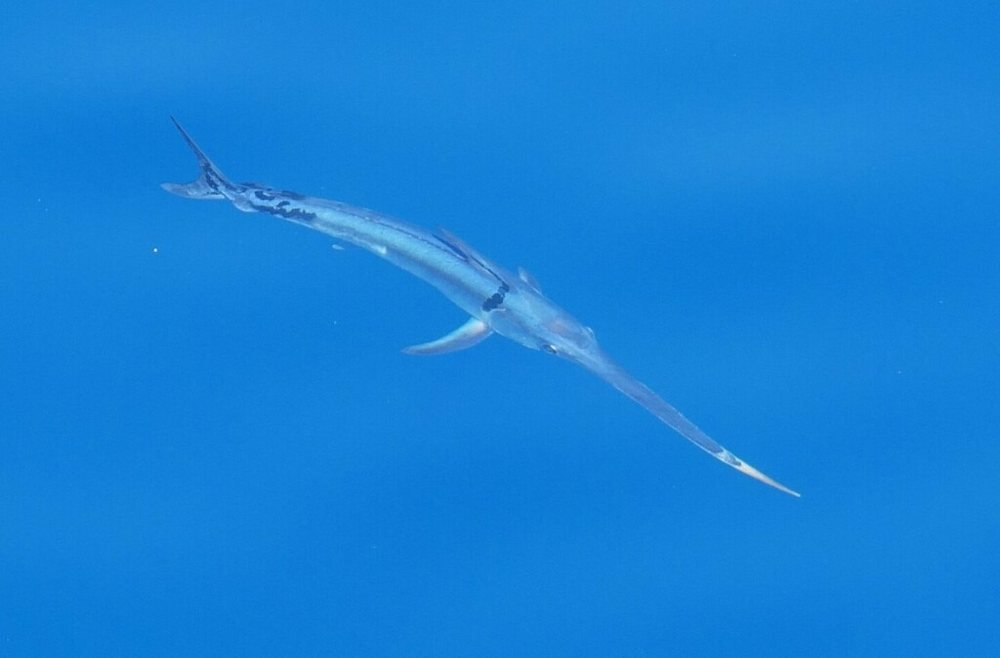 Swordfish (Xiphias gladius)