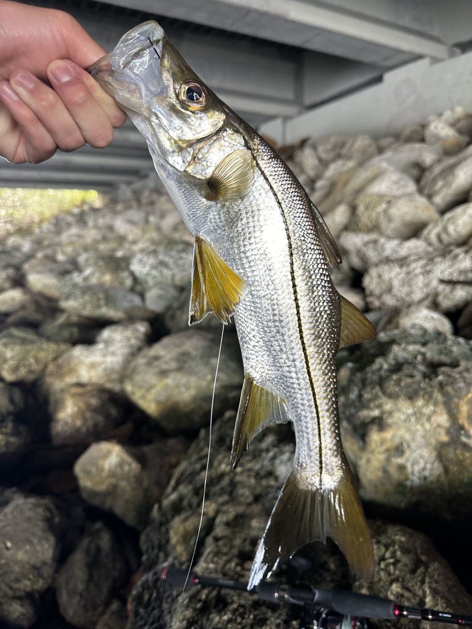 Robalo constantino (AFS: Robalo sábalo) (Centropomus pectinatus)
