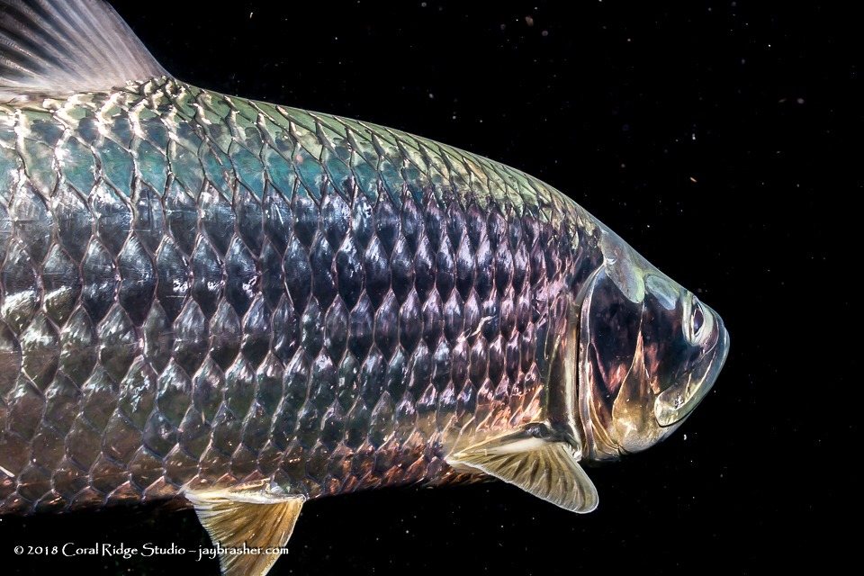 Sábalo (Megalops atlanticus)