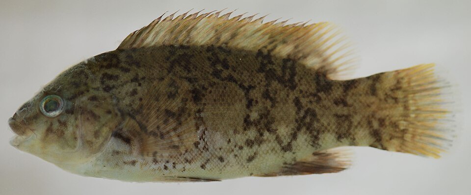 Tautog (blackfish) (Tautoga onitis)