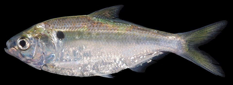 Dorosoma petenense (Dorosoma petenense)