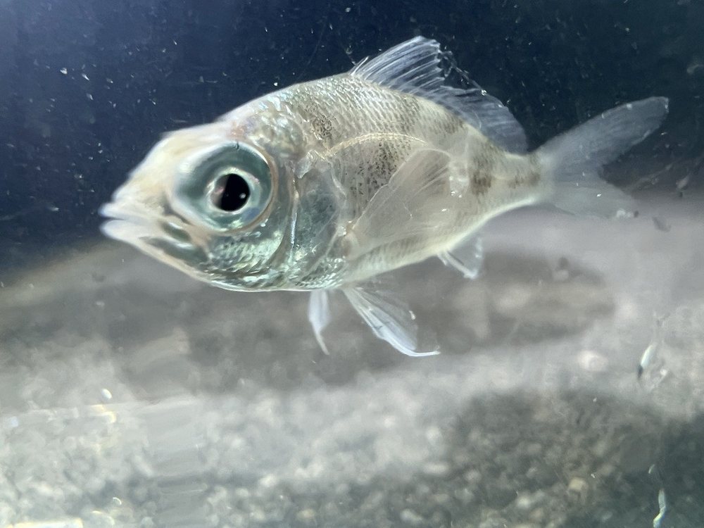 Eucinostomus harengulus (Eucinostomus harengulus)