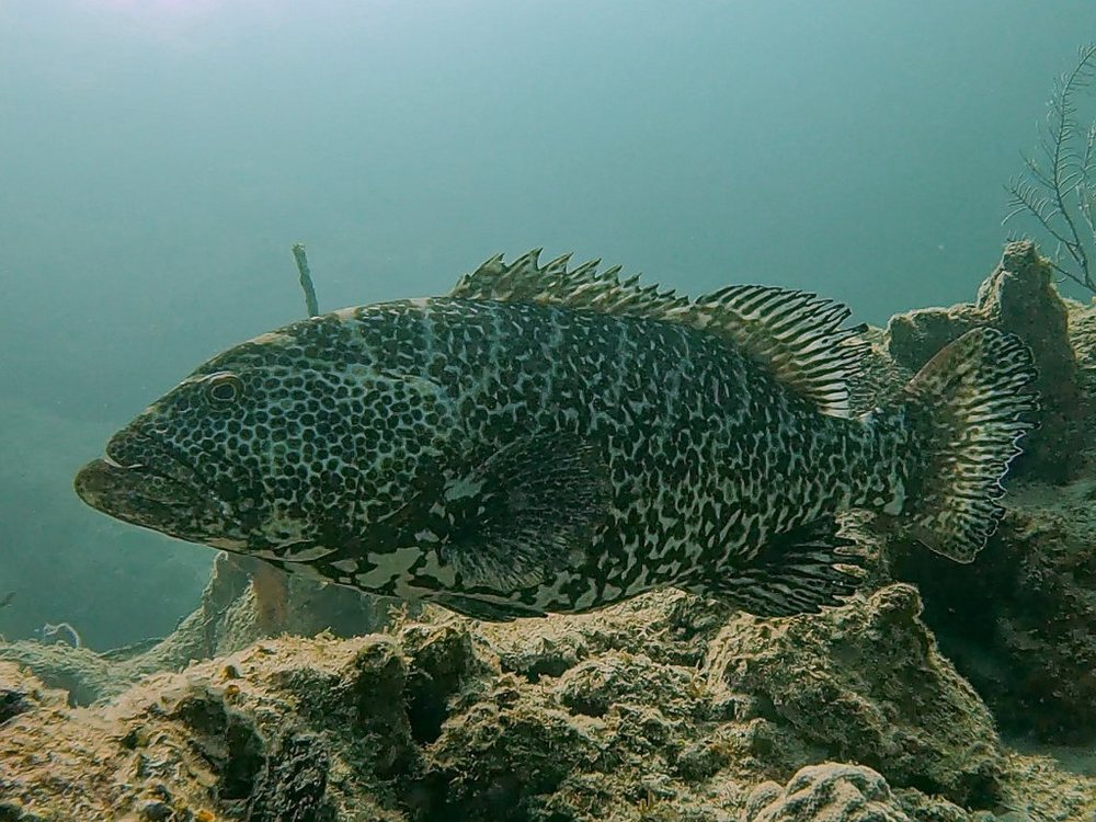 Cuna gata (Mycteroperca tigris)