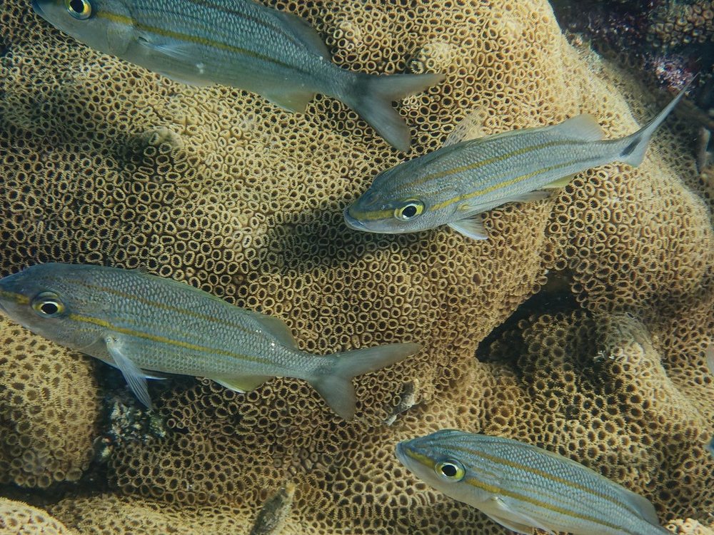 Tomtate grunt (Haemulon aurolineatum)