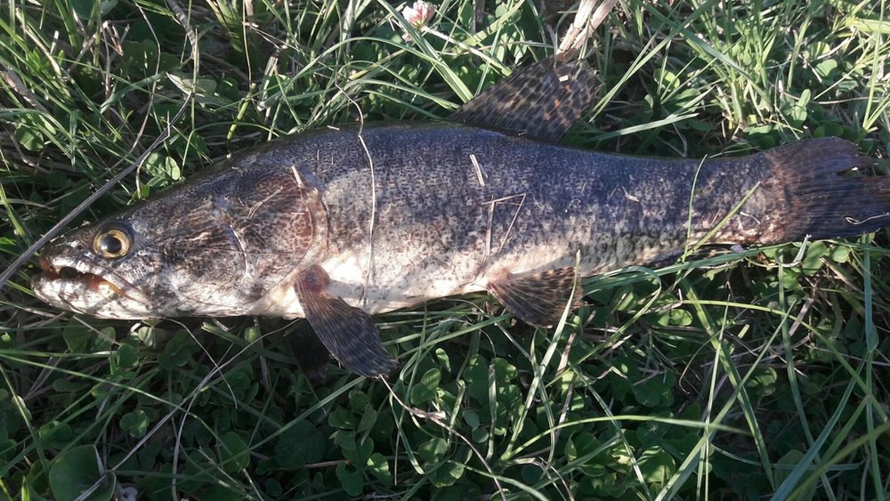 Trahira (tararira, wolf fish) (Hoplias malabaricus)