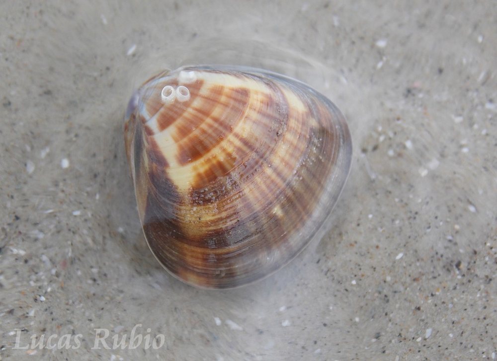 Tivela triangular (Tivela mactroides)