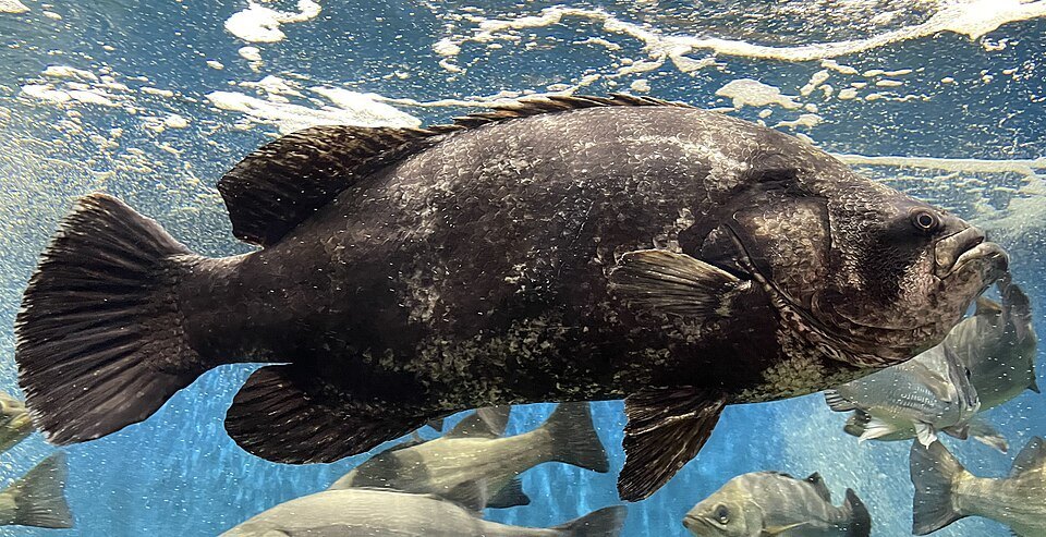 Tripletail (Lobotes surinamensis)