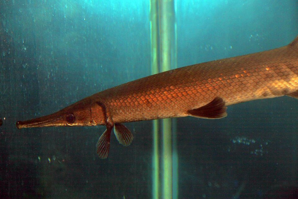 Tropical gar (Atractosteus tropicus)