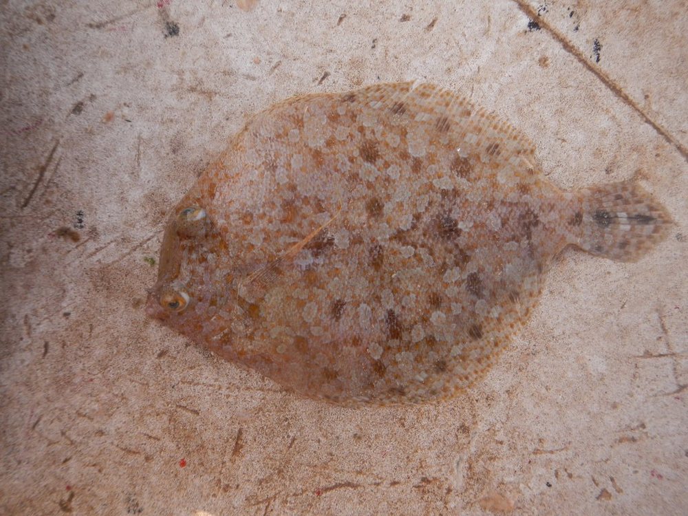 Twospot flounder (Bothus robinsi)