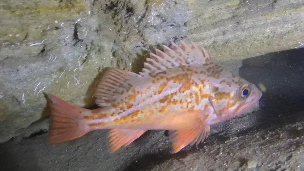 Vermilion rockfish (Sebastes miniatus)