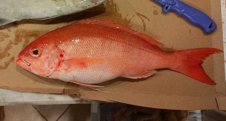 Vermilion snapper (Rhomboplites aurorubens)