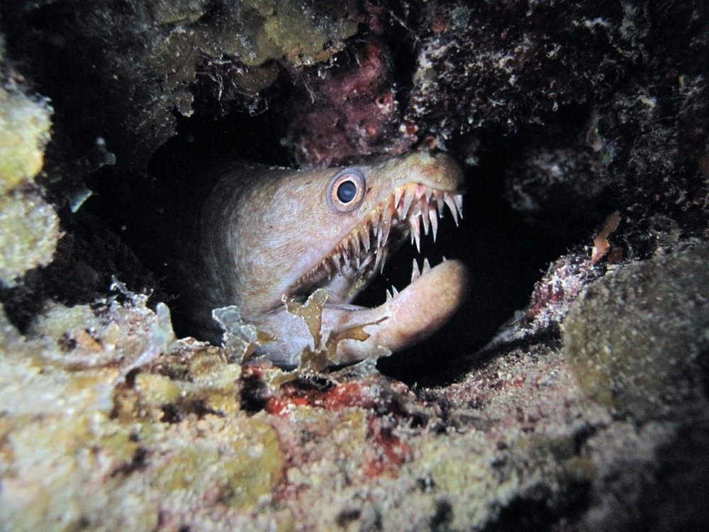 Viper moray (Enchelycore nigricans)