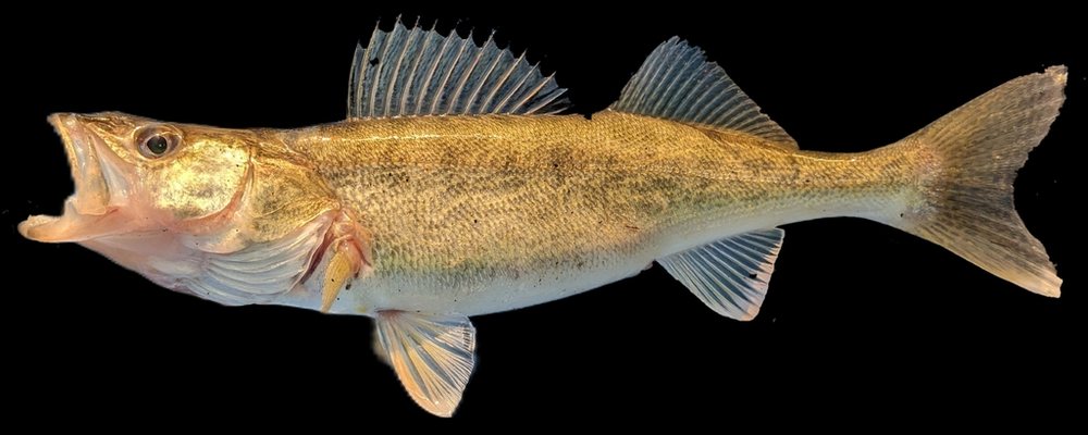 Walleye (lucioperca americana) (Sander vitreus)