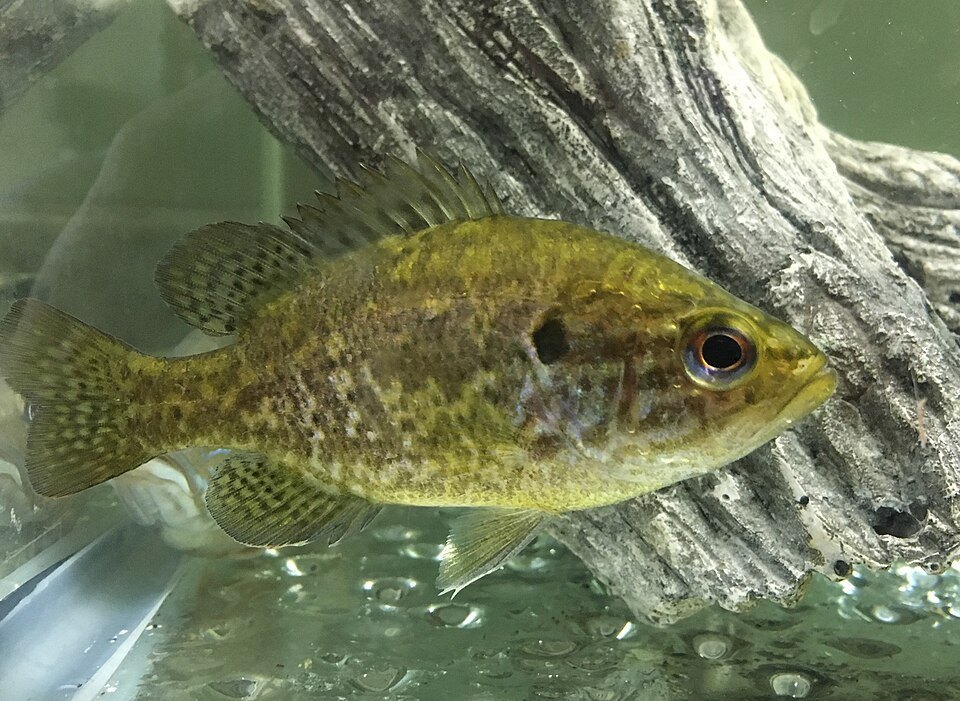 Warmouth (Lepomis gulosus)