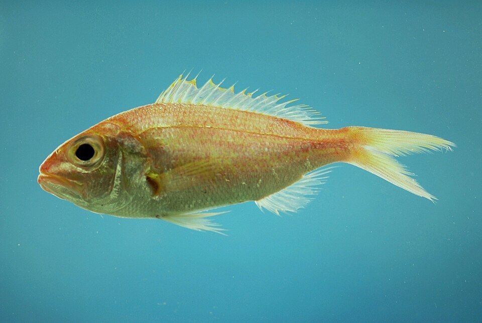 Panchito voraz (Pristipomoides aquilonaris)