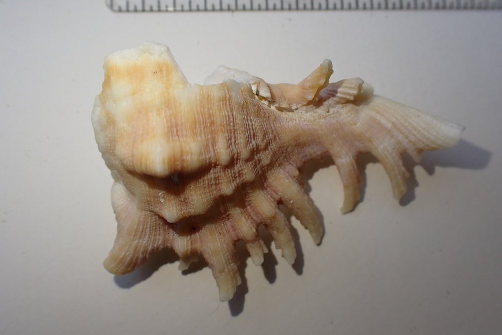 Busano antillano (Chicoreus brevifrons)