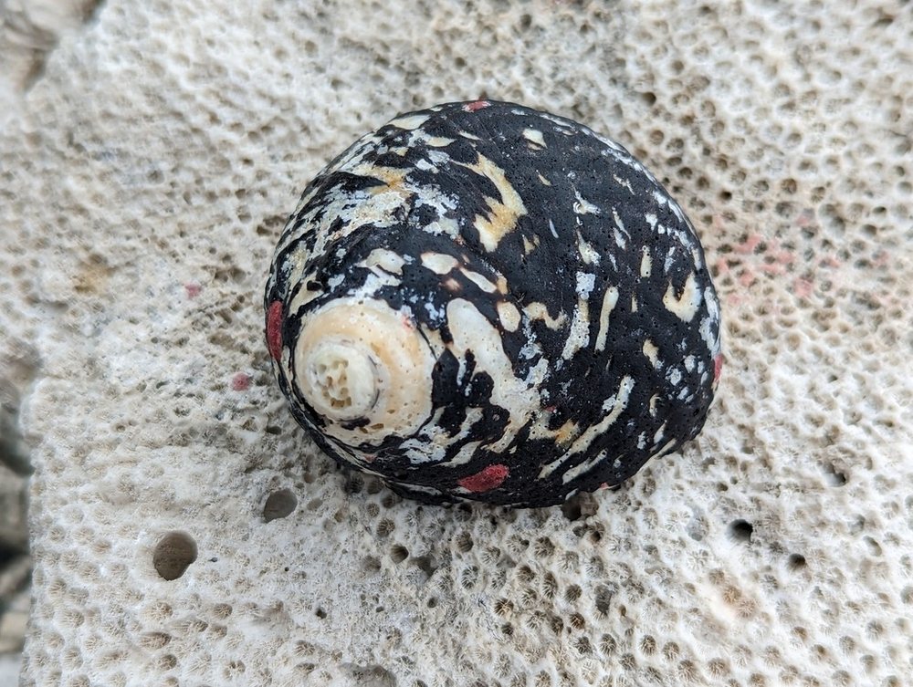 West Indian top shell (Cittarium pica)