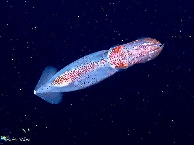Western Atlantic brief squid (Lolliguncula brevis)