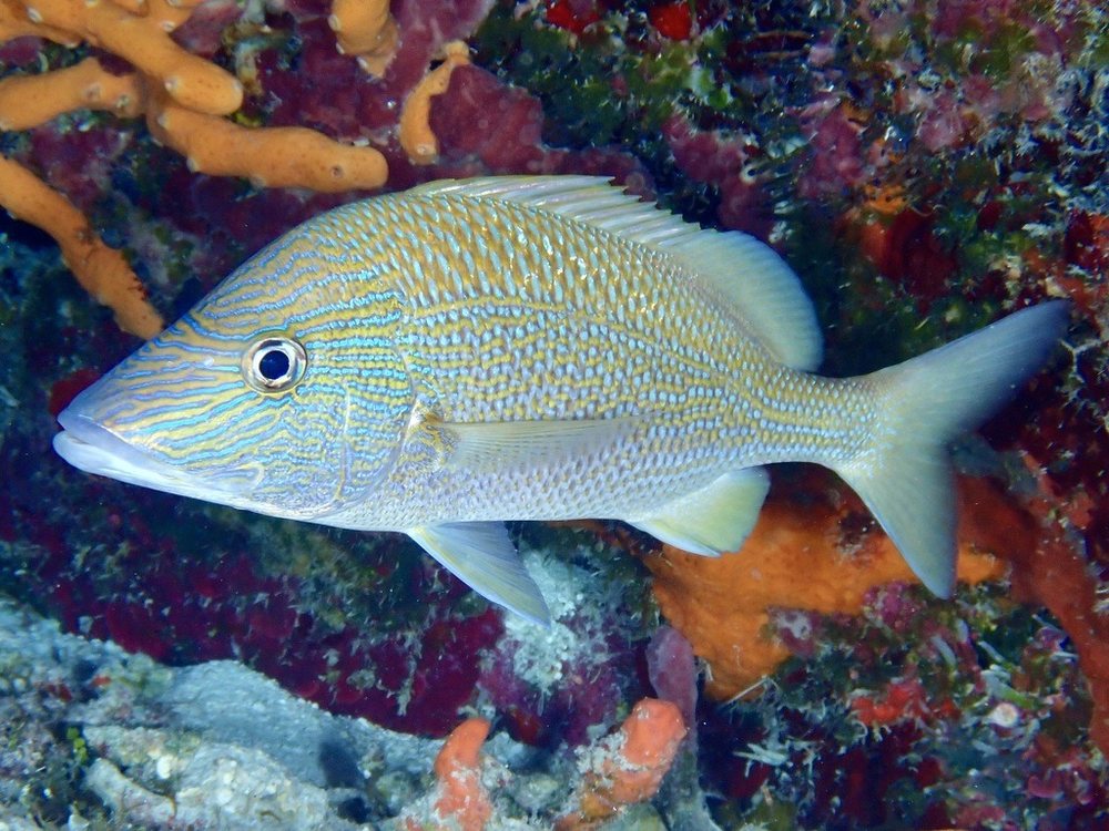Ronco margariteno (Haemulon plumierii)