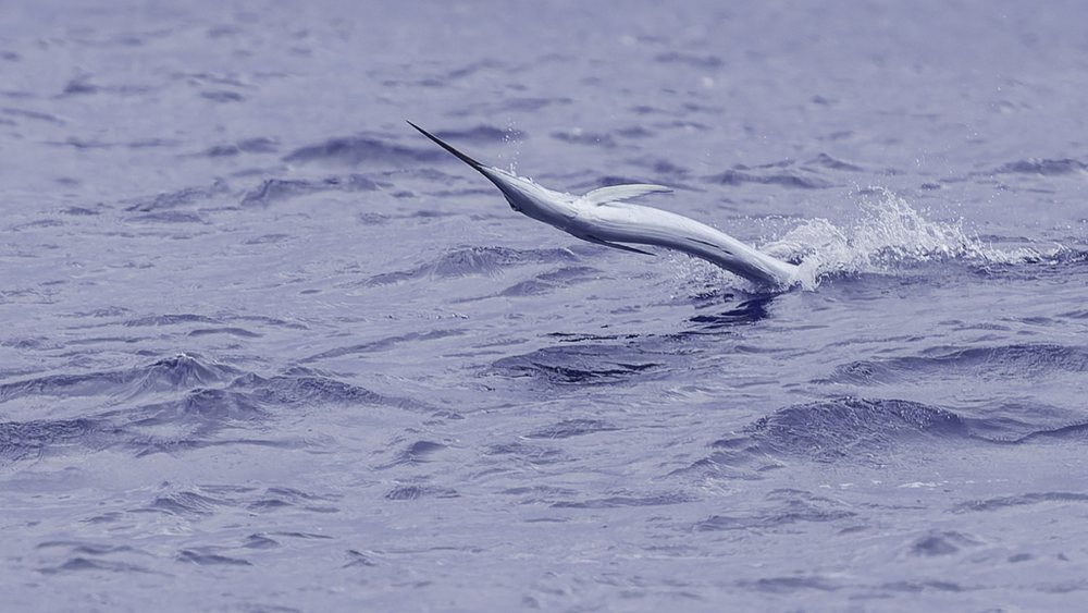 Aguja blanca (Kajikia albida)