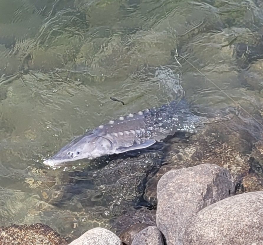 White sturgeon (Acipenser transmontanus)