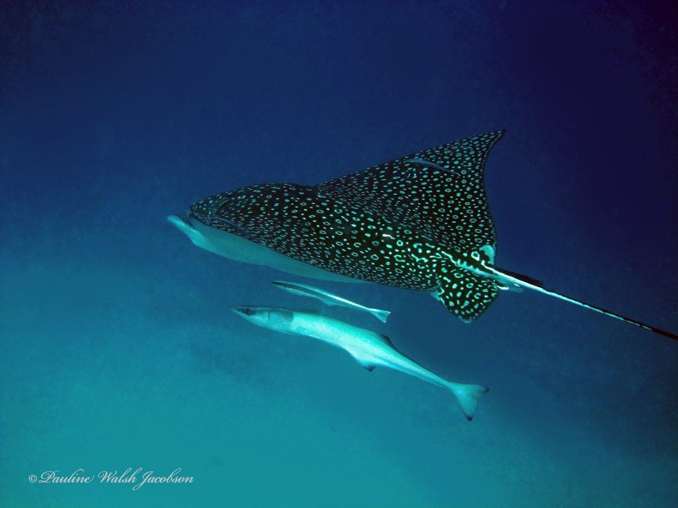 Whitefin sharksucker (Echeneis neucratoides)