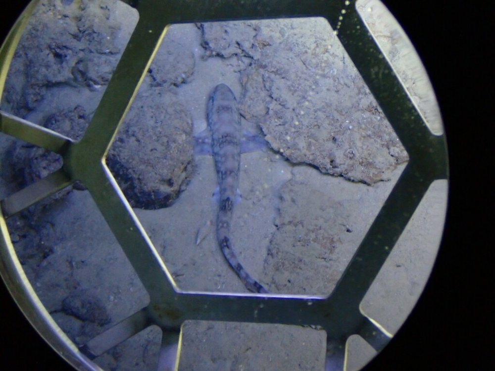 Alitán ensillado (Scyliorhinus hesperius)